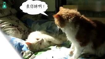 动物中搞笑视频